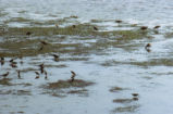 Willets and godwits