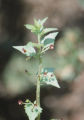 California figwort