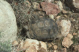 Young desert tortoise