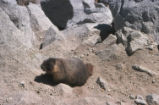 Yellow-bellied marmot