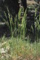 Tussock grass