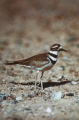 Killdeer