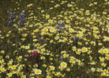 Coastal tidytips, Sky lupine and Indian paintbrush