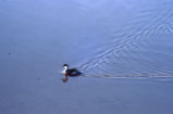 Western grebe