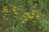 Blackeyed Susan