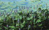 Pickerelweed