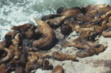 Steller sea lion
