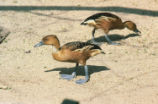Fulvous whistling-ducks