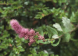 Rose spirea
