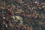 Western toads mating