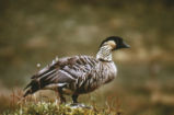 Hawaiian goose