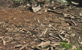 Sequoia logging debris