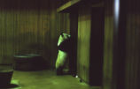 Giant panda