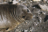 Northern elephant seal