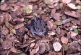 Desert cottontail