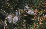 Bishop pine