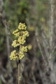 Skunkbush sumac