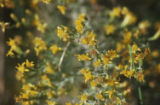 Coastal sagebrush