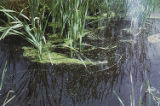 Cattail and duckweed