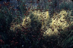 Chaparral dodder on buckwheat