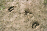 Bear tracks