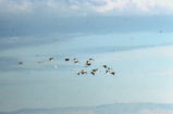 Wood storks