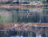 Northern harrier