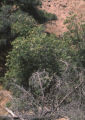 Fern-leaf Catalina ironwood in bloom