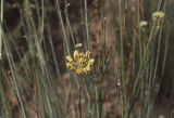 Rush milkweed