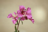 Elegant clarkia