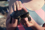 Pacific pond turtle with transmitter