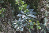 Bright green dudleya and sumac