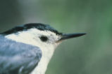White-breasted nuthatch