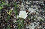 Island false bindweed