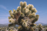 Cactus wren nest