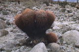 California barrel cactus