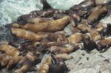 Steller sea lions