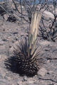 Chaparral yucca