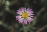Pacific aster