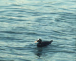 Surf scoter