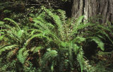 Western swordfern