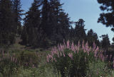Bigleaf lupine