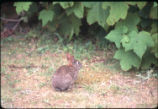 Brush rabbit