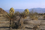 Mojave yucca