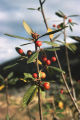 California buckthorn