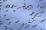 Snow geese