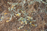 Silver bird's-foot trefoil