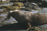 Northern elephant seal