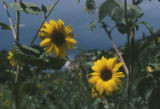 Common sunflower