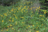 Coastal sneezeweed